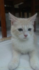 Loli - Domestic Short Hair Cat