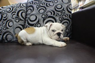 English Bulldog Red Piebald - English Bulldog Dog