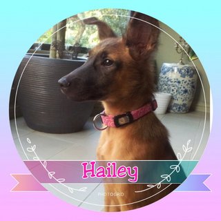 Pretty Hailey - Mixed Breed Dog