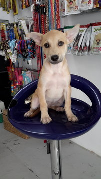 Brito Boy - Mixed Breed Dog