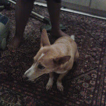 Betsy - Lost At Bukit Rimau - Mixed Breed Dog