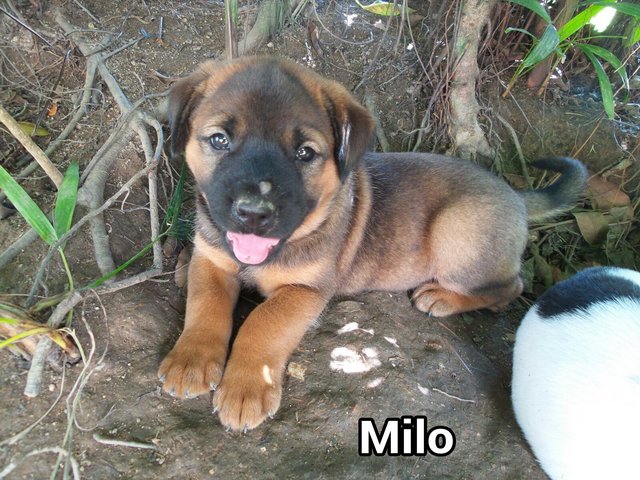 Milo 05 - Mixed Breed Dog