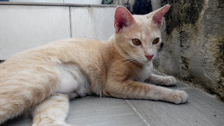 Creamie - Domestic Short Hair Cat