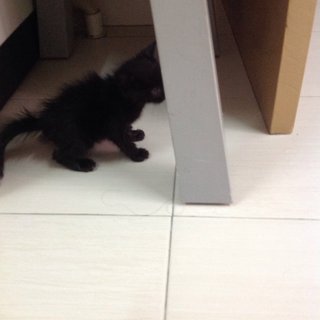 💗💗solid Black Kitten💗💗 - Domestic Short Hair Cat