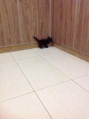 💗💗solid Black Kitten💗💗 - Domestic Short Hair Cat