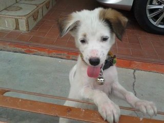 Ipoh - Vessel - Border Collie Mix Dog