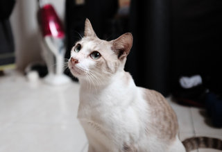 Gonzo - Domestic Short Hair Cat