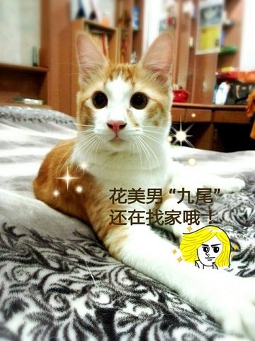 ✪ Jiu Wei九尾 ✪ - Domestic Long Hair Cat