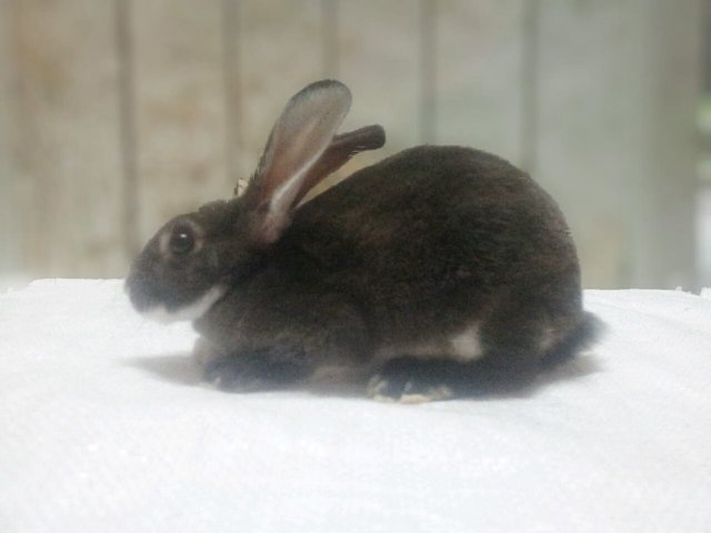 Mini Rex Siamese Sable - Mini Rex Rabbit