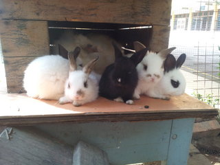 5 Rabbit - Angora Rabbit + Mini Rex Rabbit