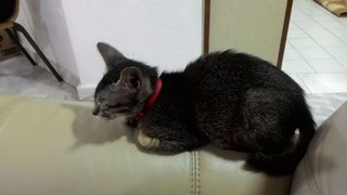 Yooda Girl - Domestic Short Hair Cat
