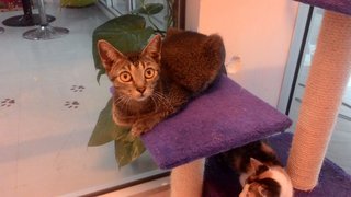 Yooda Girl - Domestic Short Hair Cat