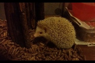 Little Bb  - Hedgehog Small & Furry