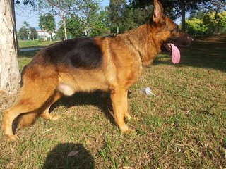 German Shepherd - Imported Big Sire - German Shepherd Dog Dog