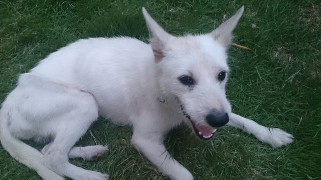 Snowman - Terrier Mix Dog
