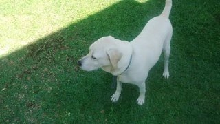 Hugo - Labrador Retriever Dog