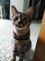 Eponine - Domestic Short Hair Cat