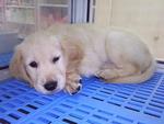 Golden Retreiver - Golden Retriever Dog