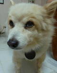 Teddy - Spitz Dog