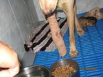 Injured Dog  With 5 Puppies Photos - Mixed Breed Dog