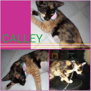 Calley - Domestic Short Hair Cat