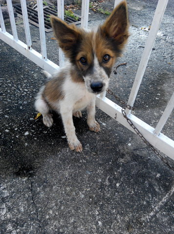 Music Melaka - Mixed Breed Dog