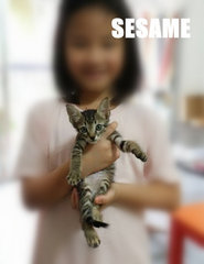 Sesame - Tabby + Domestic Short Hair Cat
