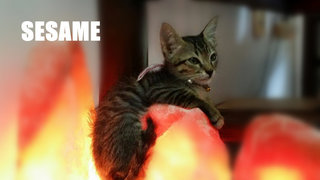 Sesame - Tabby + Domestic Short Hair Cat