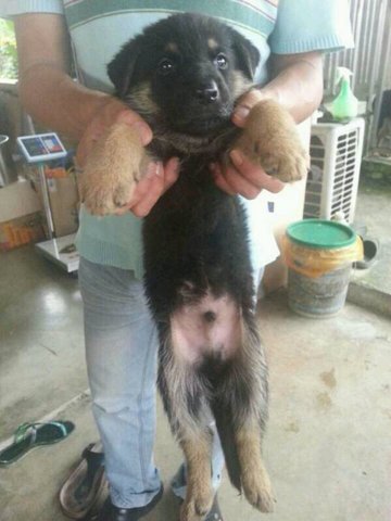 German Shepherd - Imported Line Big - German Shepherd Dog Dog