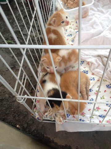 2.5 Weeks Old Kittens For Adoption - Domestic Short Hair Cat