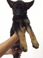 German Shepherd Showline Male - German Shepherd Dog Dog