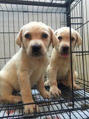 Labrador - Father Imported Big Bone - Labrador Retriever Dog