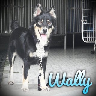 Wally - Border Collie + German Shepherd Dog Dog