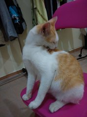 Tam Tam - Oriental Short Hair Cat