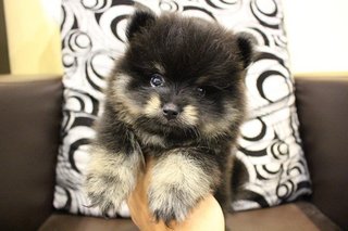 Promo Mka Black Tan Pomeranian - Pomeranian Dog