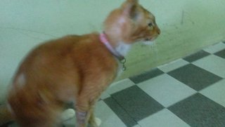 Oyen - Domestic Medium Hair Cat
