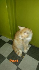 Peot - Domestic Short Hair Cat