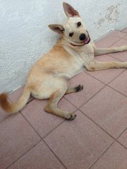 Gingeer (Urgent) - Mixed Breed Dog