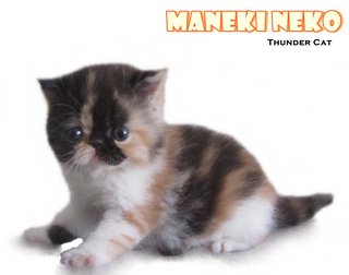 Maneki Neko (Reserved) - Exotic Shorthair Cat