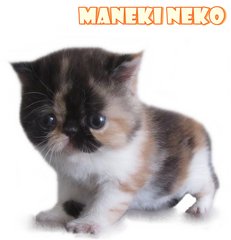 Maneki Neko (Reserved) - Exotic Shorthair Cat