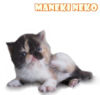 Maneki Neko (Reserved) - Exotic Shorthair Cat