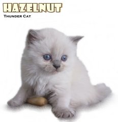 Hazelnut (Reserved) - Ragdoll Cat