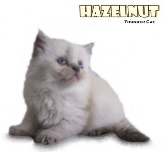 Hazelnut (Reserved) - Ragdoll Cat