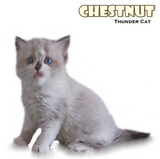 Chestnuts - Ragdoll Cat