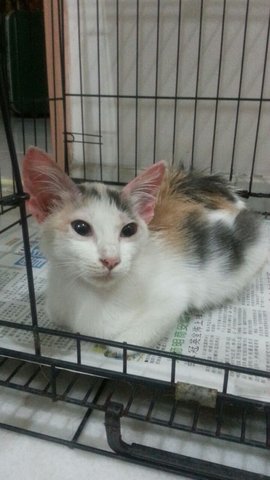 Tabby - Mixed Breed Cat