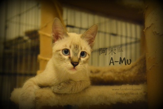 A-mu 阿木 - Fruit Stall Kitten - Domestic Short Hair Cat