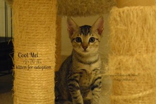 Cool Mei, 小苦瓜, Fruit Stall Kitten - Domestic Short Hair Cat