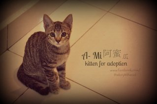 A-mi 阿蜜瓜, Fruit Stall Kitten - Domestic Short Hair Cat