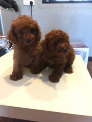 Toy Poodle - Tiny Size Brown Red - Poodle Dog