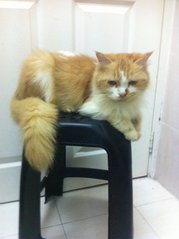 Oyen - Domestic Long Hair + Domestic Short Hair Cat